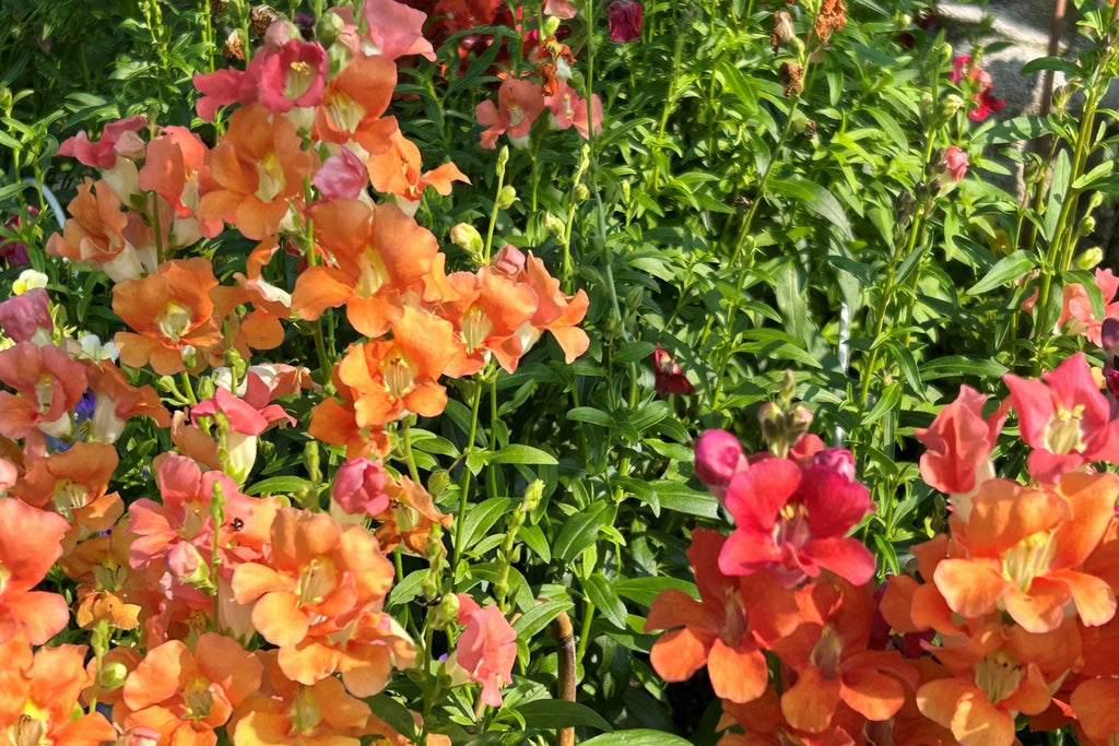 Chantilly Mix Snapdragon Seeds - 1000+ | Tall 36-48 in | Cut Flower & Pollinator