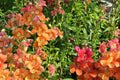 Chantilly Mix Snapdragon Seeds - 1000+ | Tall 36-48 in | Cut Flower & Pollinator