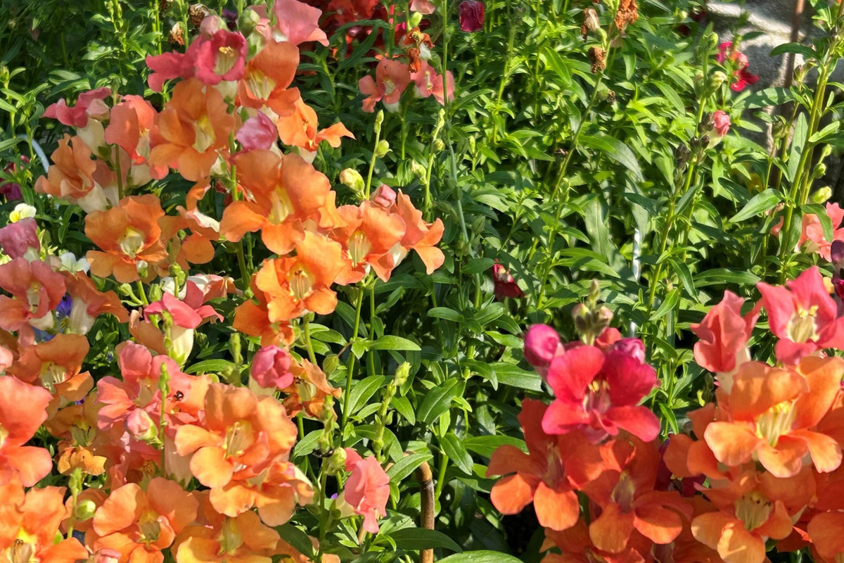 Chantilly Mix Snapdragon Seeds - 1000+ | Tall 36-48 in | Cut Flower & Pollinator