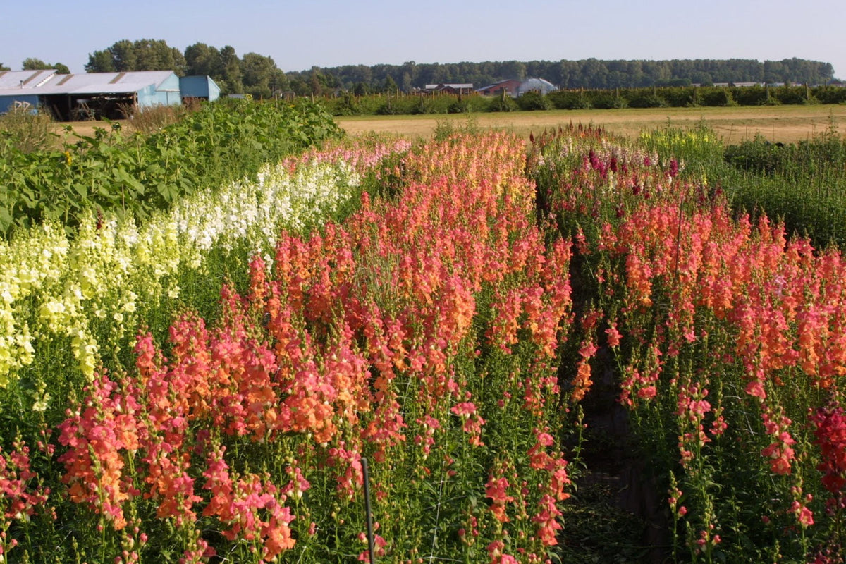 Chantilly Mix Snapdragon Seeds - 1000+ | Tall 36-48 in | Cut Flower & Pollinator