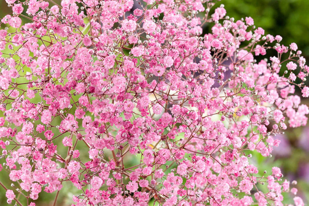 Pink Baby's Breath Seeds | Gypsophila elegans | Light Pink, Cut & Dried Flowers