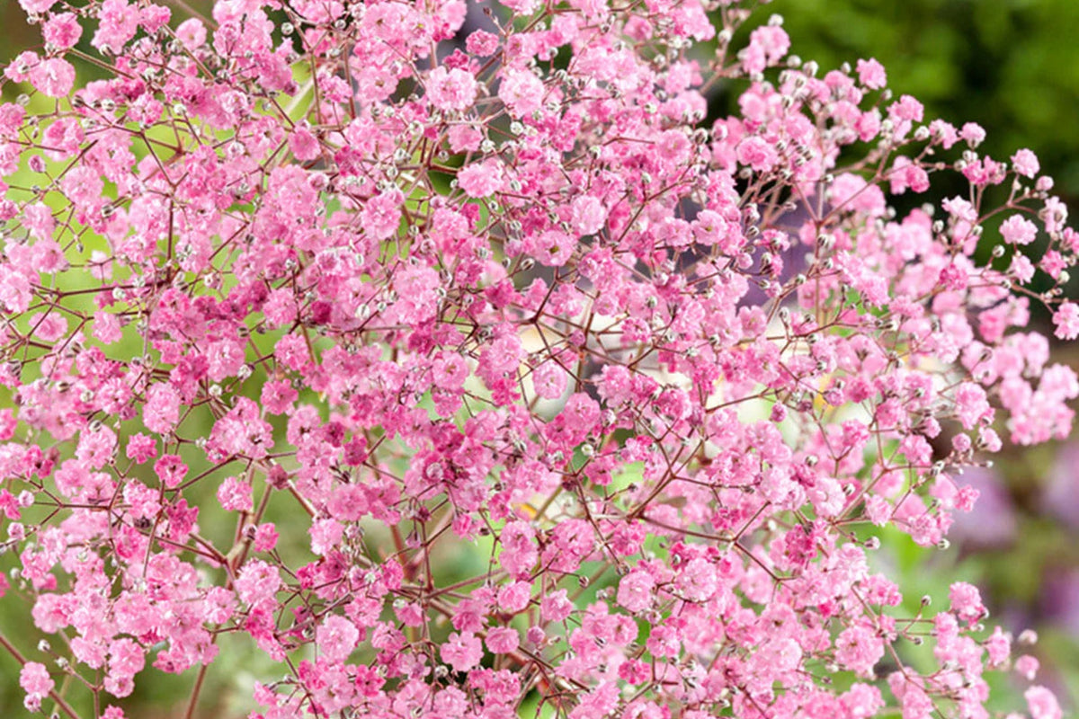 Pink Baby's Breath Seeds | Gypsophila elegans | Light Pink, Cut & Dried Flowers