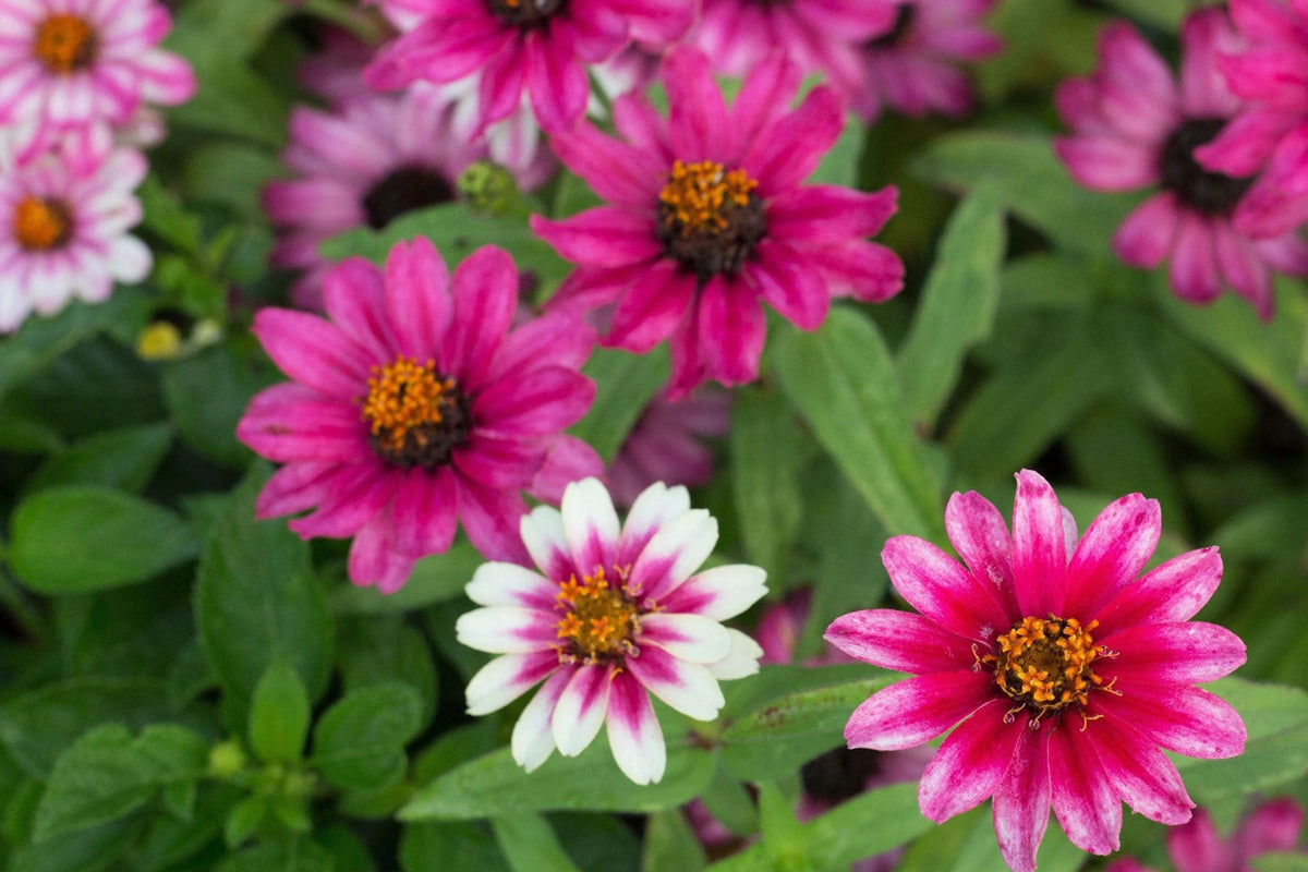 Profusion Cherry Bicolor Zinnia Seeds - 100+ Seeds, Disease Resistant, Butterfly Garden
