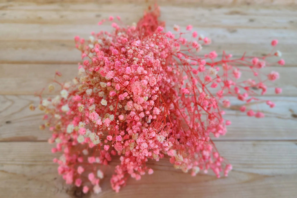Pink Baby's Breath Seeds | Gypsophila elegans | Light Pink, Cut & Dried Flowers