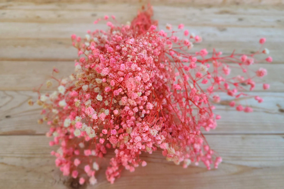 Pink Baby's Breath Seeds | Gypsophila elegans | Light Pink, Cut & Dried Flowers