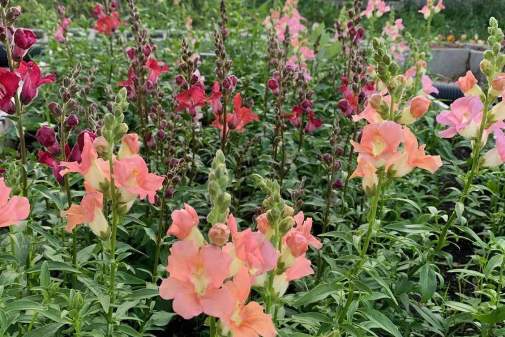 Chantilly Mix Snapdragon Seeds - 1000+ | Tall 36-48 in | Cut Flower & Pollinator