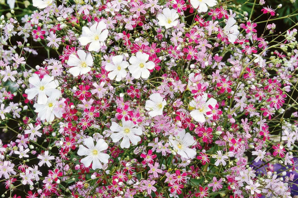 Pink Baby's Breath Seeds | Gypsophila elegans | Light Pink, Cut & Dried Flowers