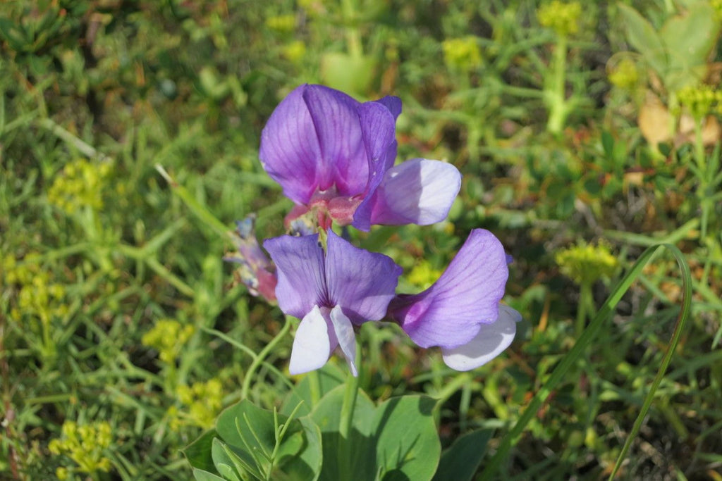 Perennial Sweet Pea Seeds - Lathyrus nervosus | Fragrant Vine for Trellis & Cottage Garden (50 Seeds) - Non-GMO