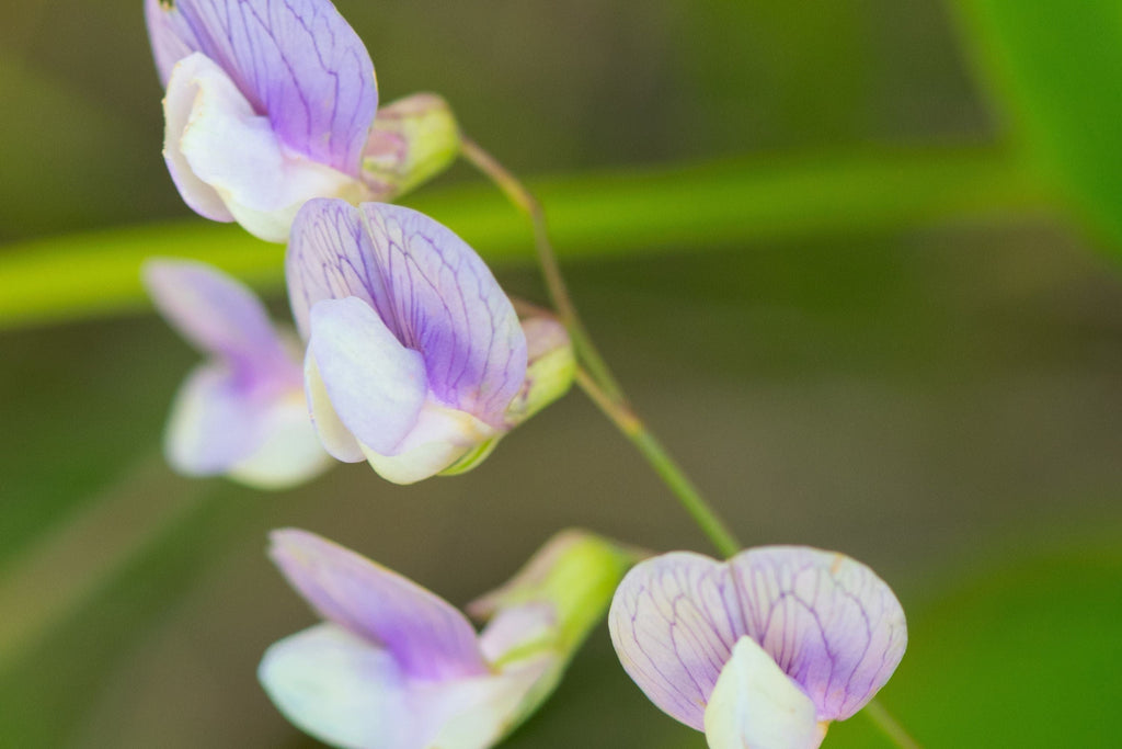 Perennial Sweet Pea Seeds - Lathyrus nervosus | Fragrant Vine for Trellis & Cottage Garden (50 Seeds) - Non-GMO