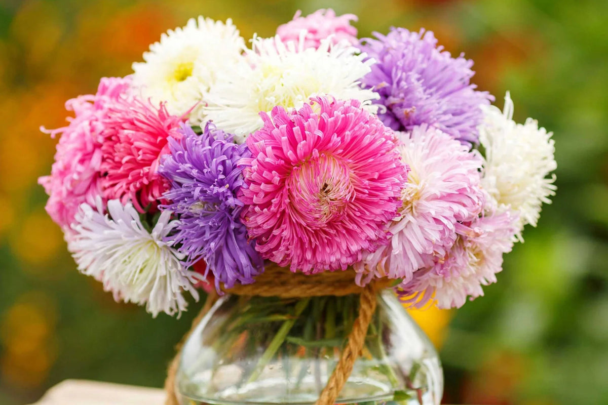 Giants of California Aster Seeds | Callistephus chinensis | Pink, Purple, White | Non-GMO