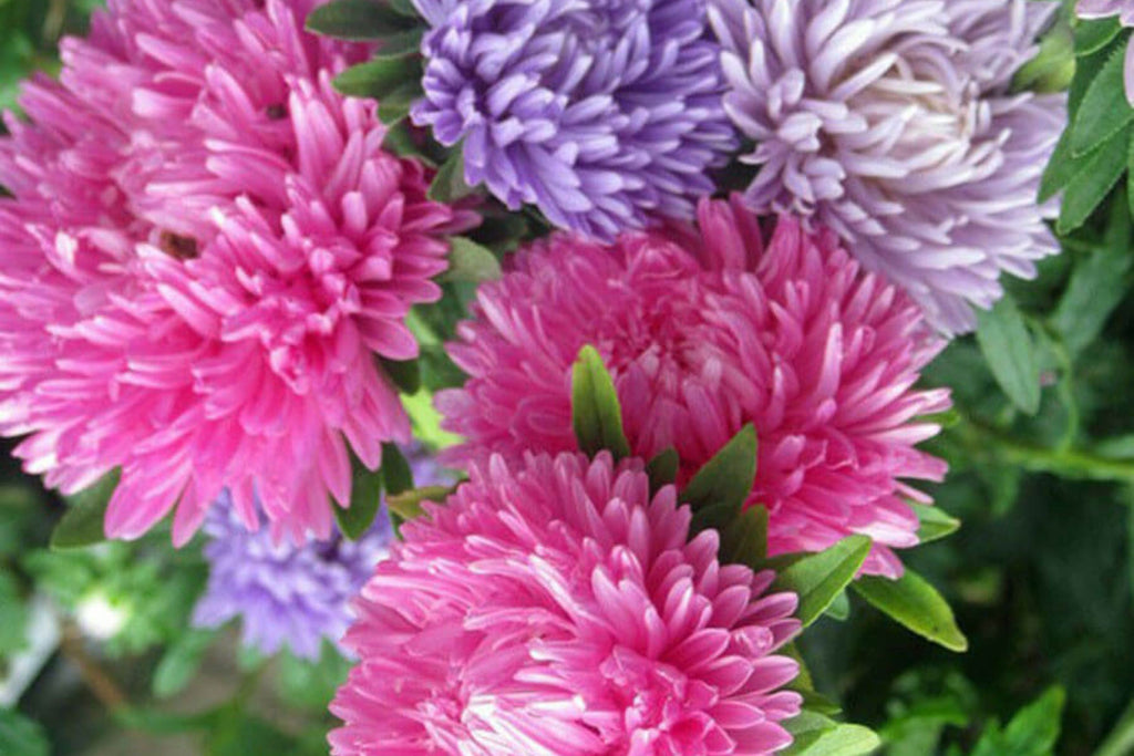 Giants of California Aster Seeds | Callistephus chinensis | Pink, Purple, White | Non-GMO