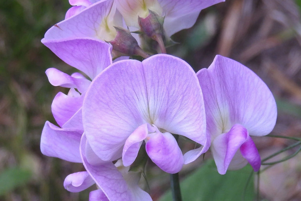 Perennial Sweet Pea Seeds - Lathyrus nervosus | Fragrant Vine for Trellis & Cottage Garden (50 Seeds) - Non-GMO