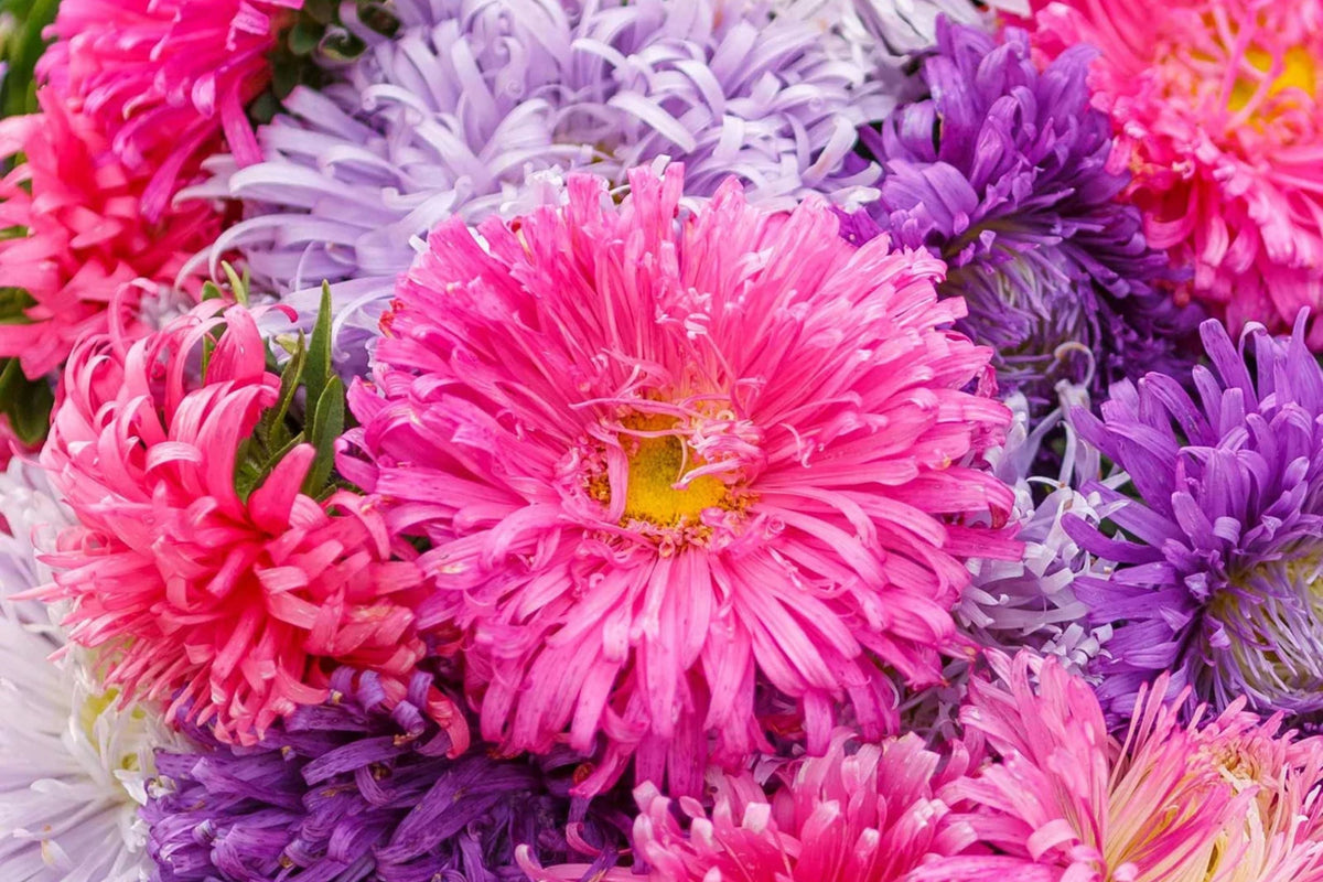 Giants of California Aster Seeds | Callistephus chinensis | Pink, Purple, White | Non-GMO