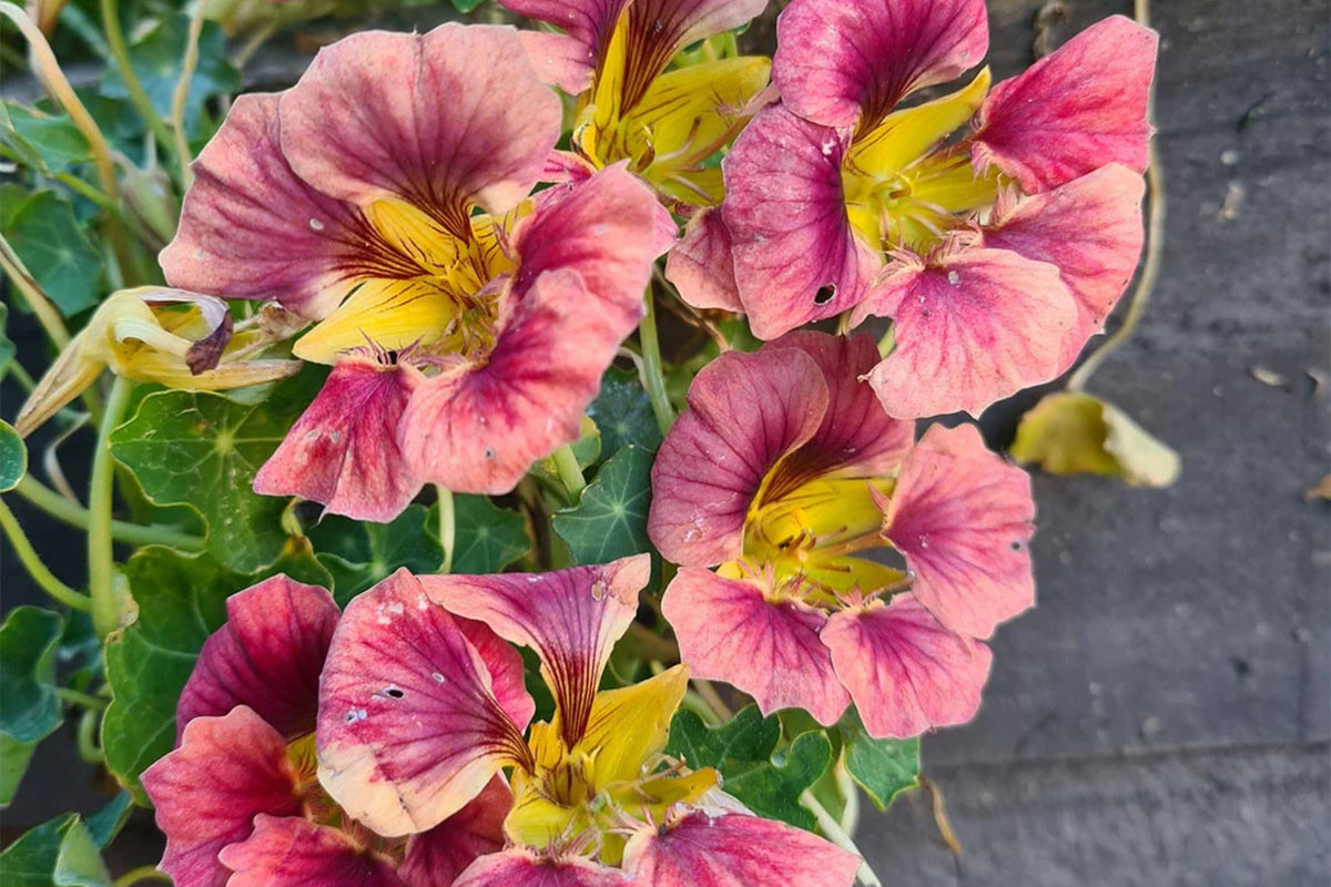 Purple Emperor Nasturtium Seeds (50+): Rare Deep Purple Blooms, Edible Flowers, Trailing Vine, USA-Grown