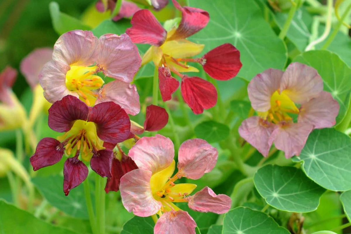 Purple Emperor Nasturtium Seeds (50+): Rare Deep Purple Blooms, Edible Flowers, Trailing Vine, USA-Grown