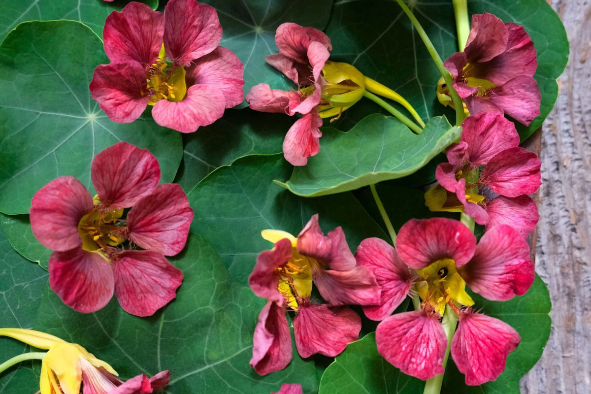 Purple Emperor Nasturtium Seeds (50+): Rare Deep Purple Blooms, Edible Flowers, Trailing Vine, USA-Grown