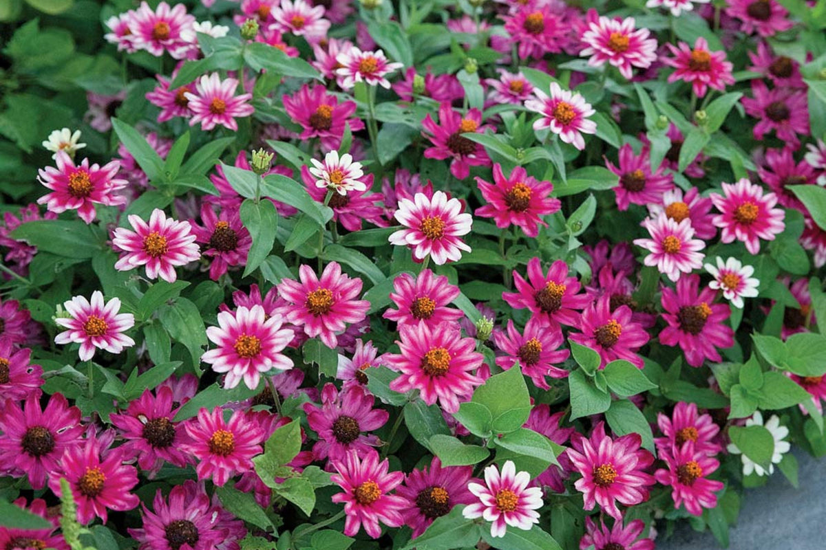 Profusion Cherry Bicolor Zinnia Seeds - 100+ Seeds, Disease Resistant, Butterfly Garden