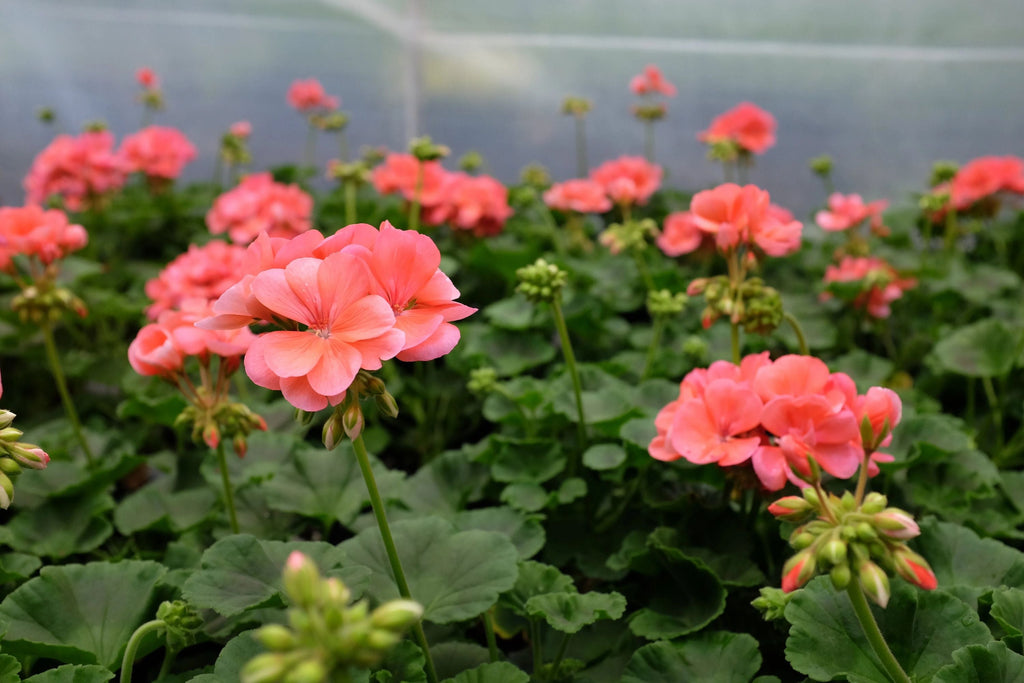 Patriot Salmon Geranium Seeds - 25+ USA-Grown Pelargonium x hortorum