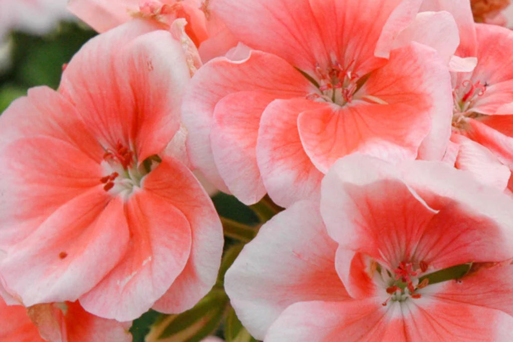Patriot Salmon Geranium Seeds - 25+ USA-Grown Pelargonium x hortorum