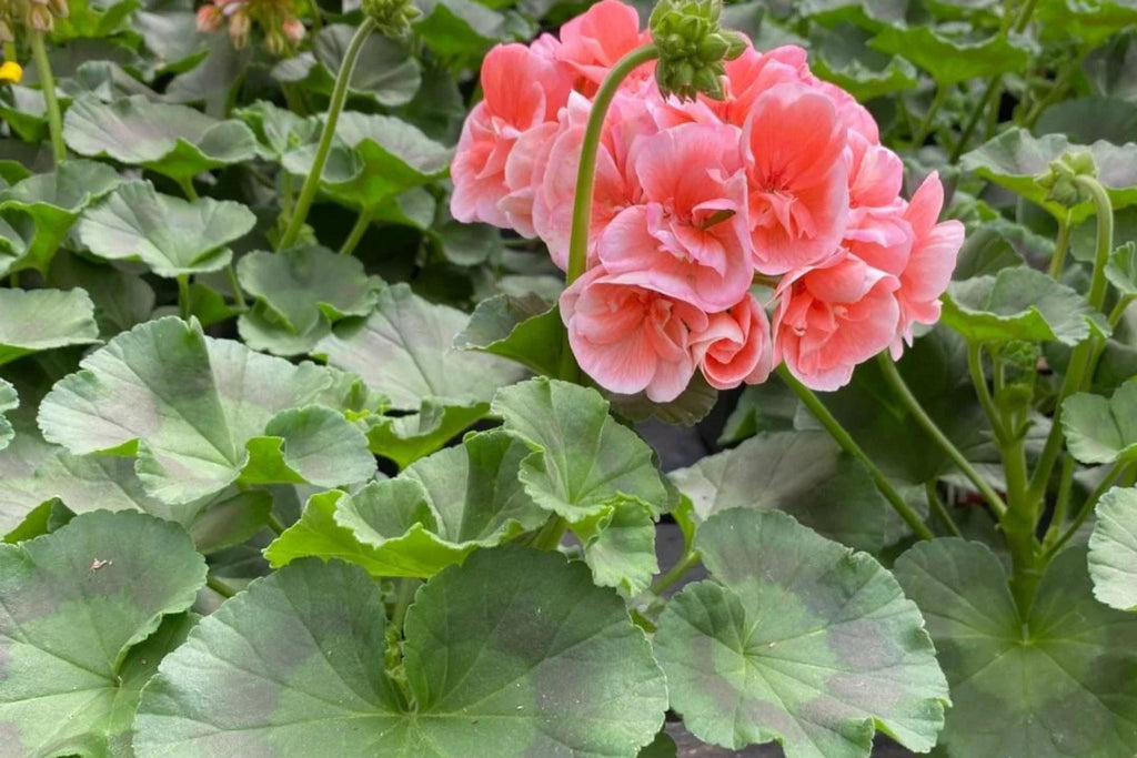 Patriot Salmon Geranium Seeds - 25+ USA-Grown Pelargonium x hortorum