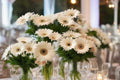 White Gerbera Daisy Seeds - 200+ USA-Grown, Large White Blooms, Pollinator Friendly