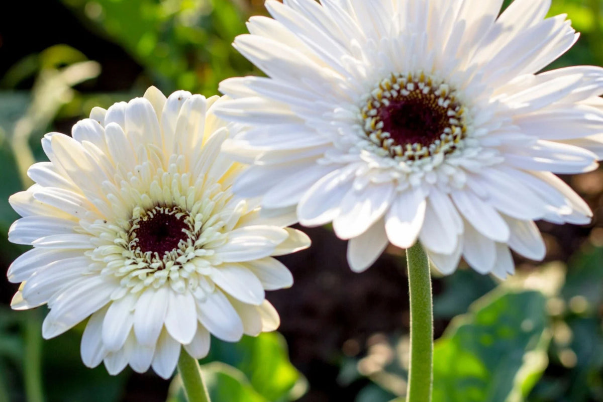 White Gerbera Daisy Seeds - 200+ USA-Grown, Large White Blooms, Pollinator Friendly