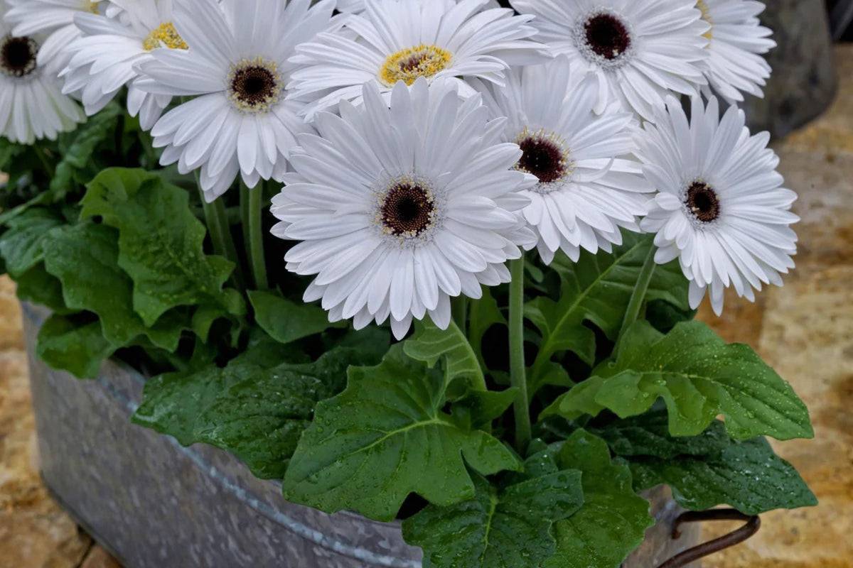 White Gerbera Daisy Seeds - 200+ USA-Grown, Large White Blooms, Pollinator Friendly
