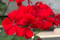 Precision Red Ice Ivy Leaf Geranium Seeds – 25+ USA Grown, Trailing Ivy Geranium Seeds