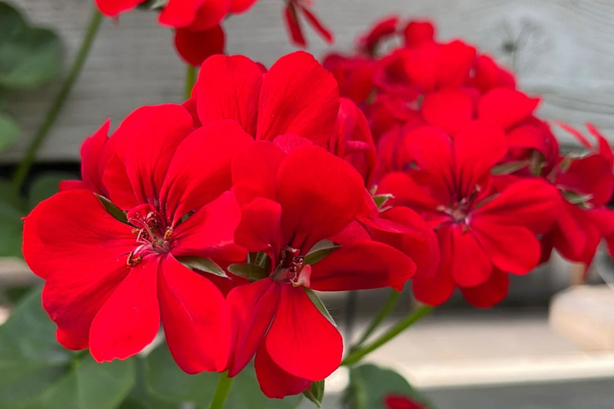 Precision Red Ice Ivy Leaf Geranium Seeds – 25+ USA Grown, Trailing Ivy Geranium Seeds