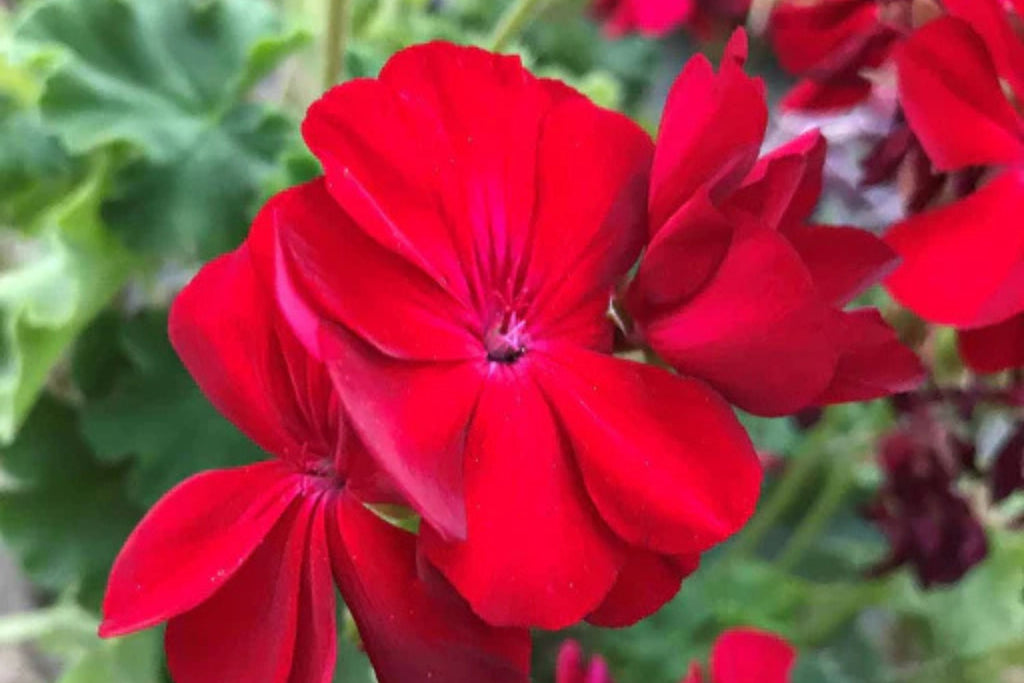 Precision Red Ice Ivy Leaf Geranium Seeds – 25+ USA Grown, Trailing Ivy Geranium Seeds