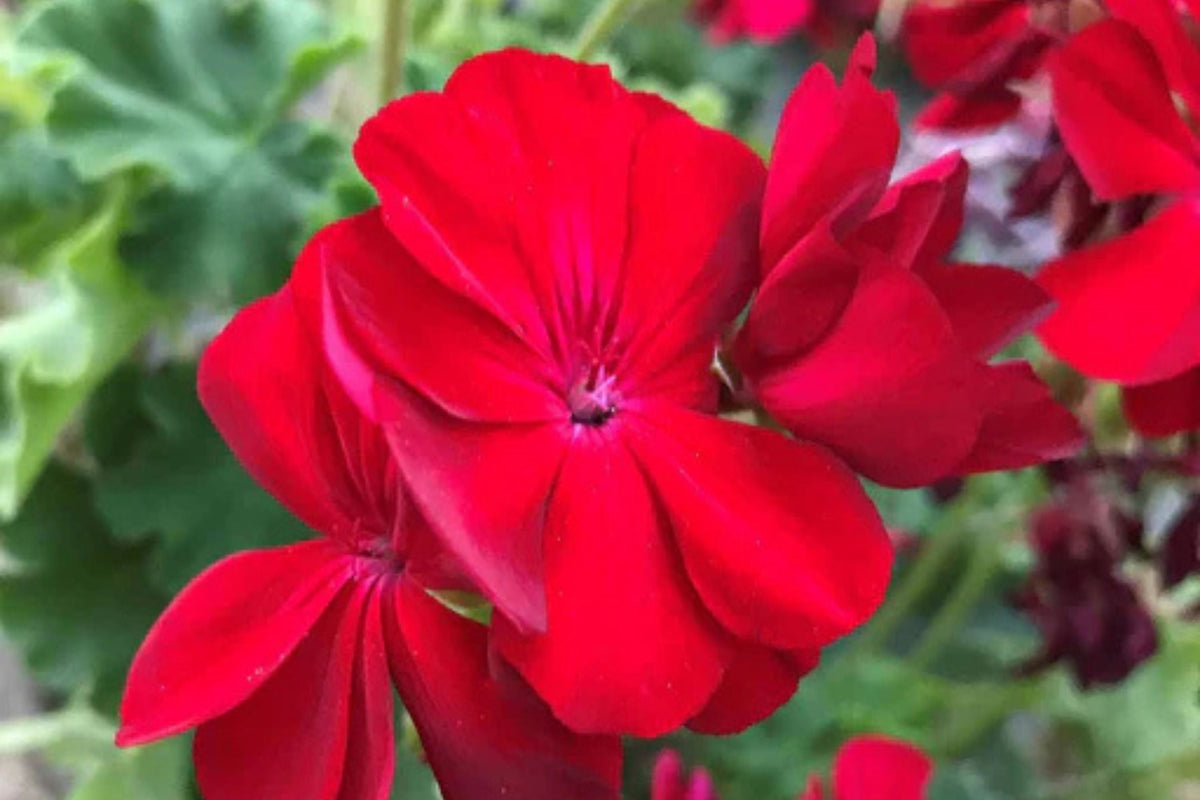Precision Red Ice Ivy Leaf Geranium Seeds – 25+ USA Grown, Trailing Ivy Geranium Seeds