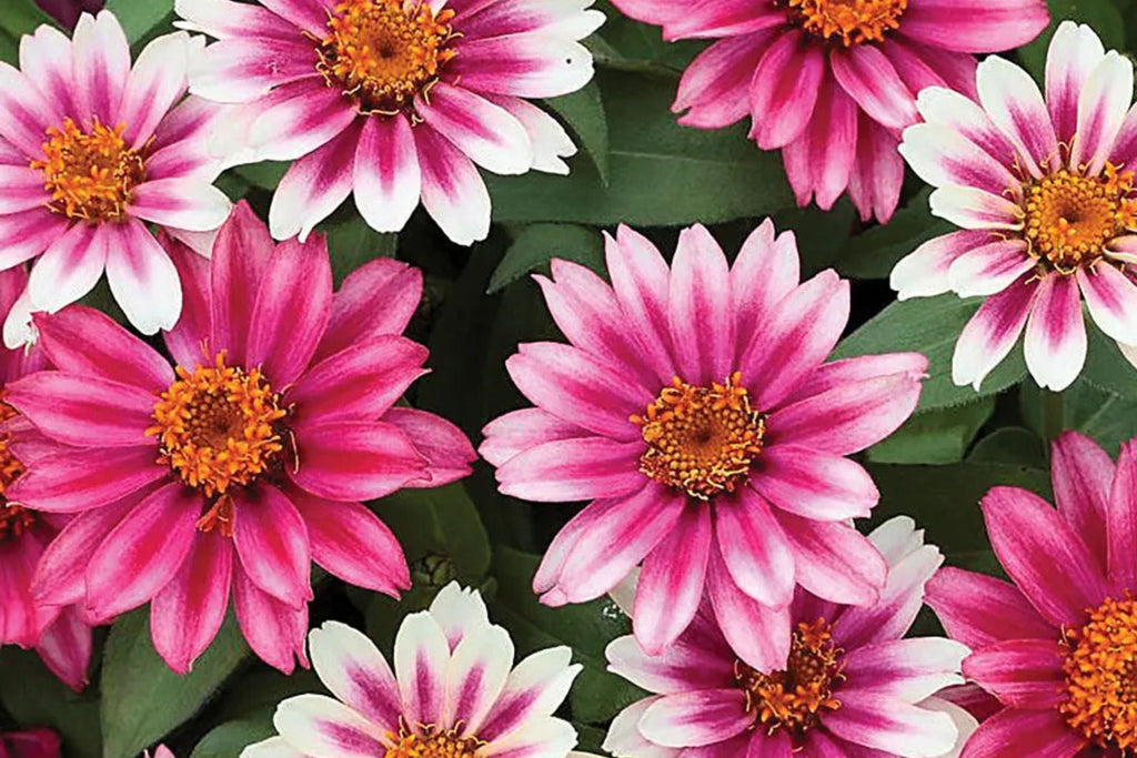 Profusion Cherry Bicolor Zinnia Seeds - 100+ Seeds, Disease Resistant, Butterfly Garden