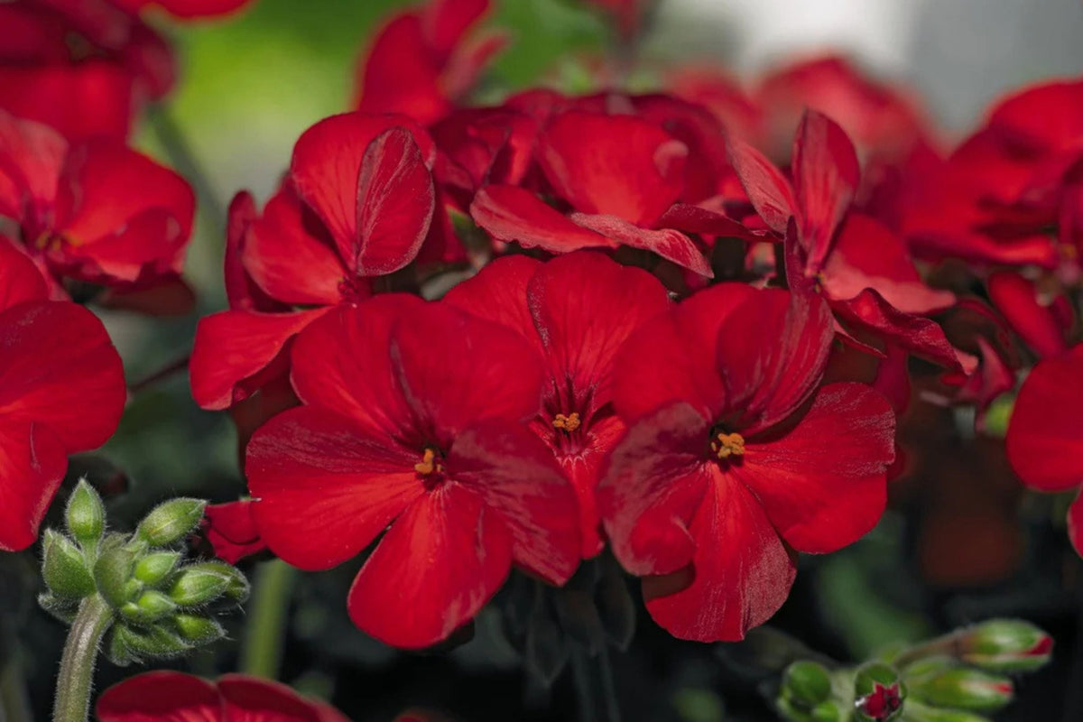 Precision Red Ice Ivy Leaf Geranium Seeds – 25+ USA Grown, Trailing Ivy Geranium Seeds
