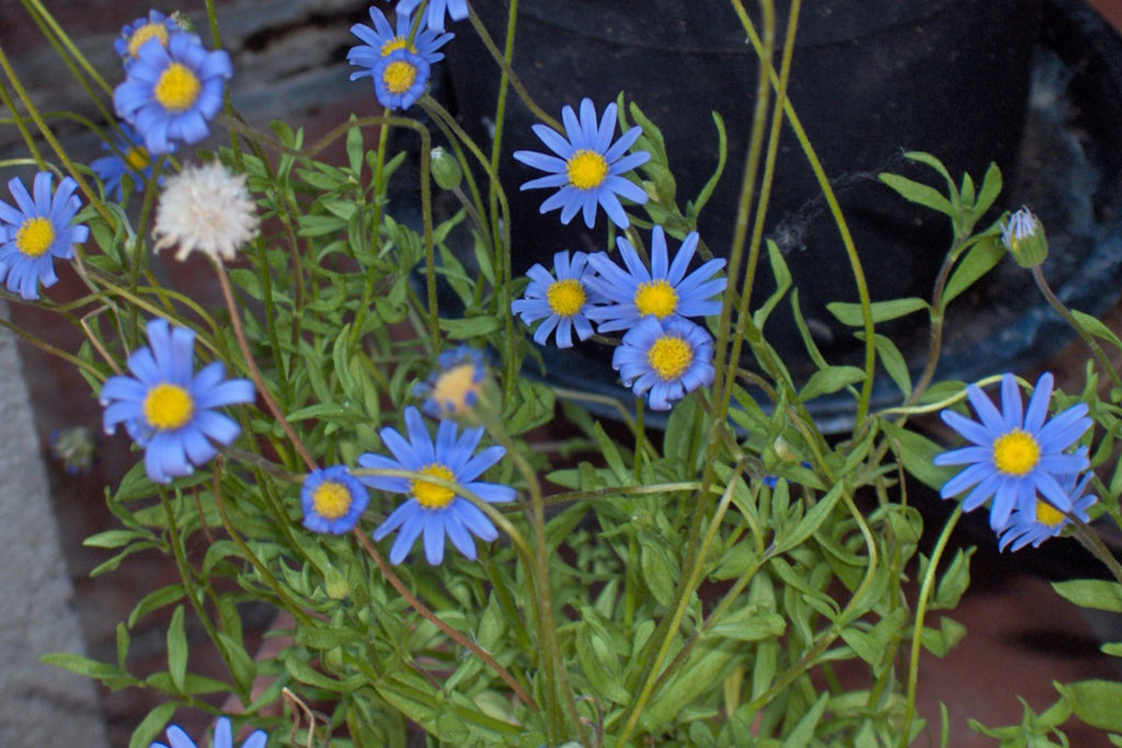 Blue Marguerite Daisy Seeds - 200+ USA-Grown Argyranthemum frutescens