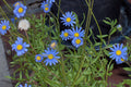 Blue Marguerite Daisy Seeds - 200+ USA-Grown Argyranthemum frutescens