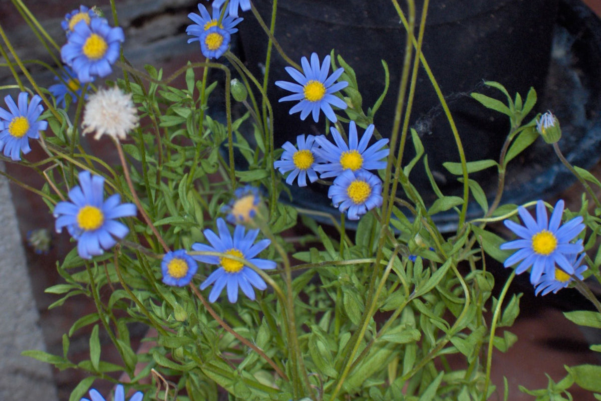 Blue Marguerite Daisy Seeds - 200+ USA-Grown Argyranthemum frutescens