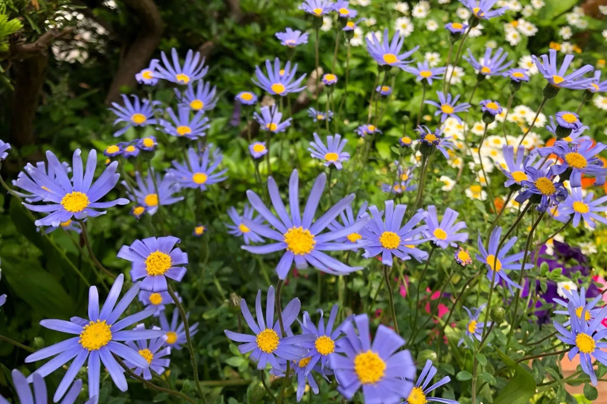 Blue Marguerite Daisy Seeds - 200+ USA-Grown Argyranthemum frutescens