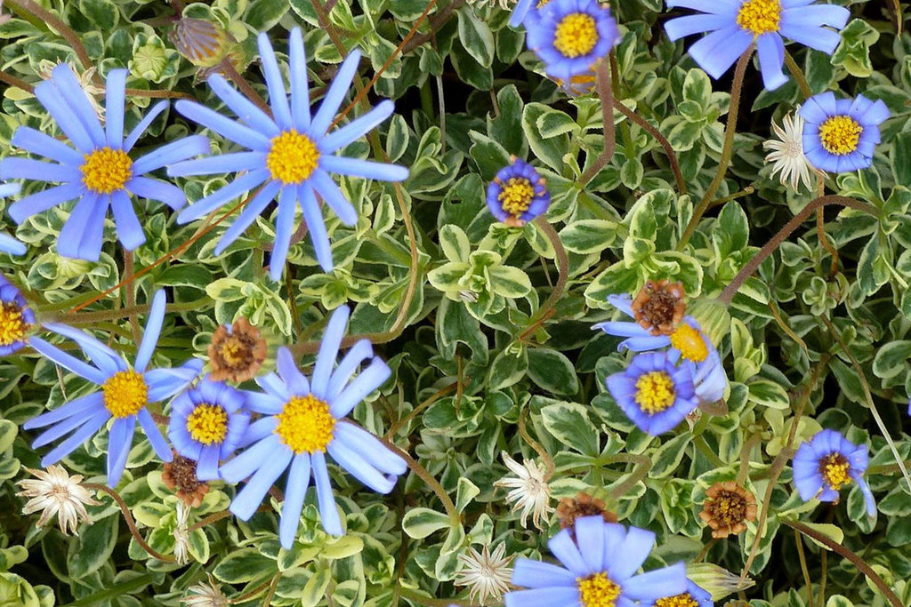 Blue Marguerite Daisy Seeds - 200+ USA-Grown Argyranthemum frutescens