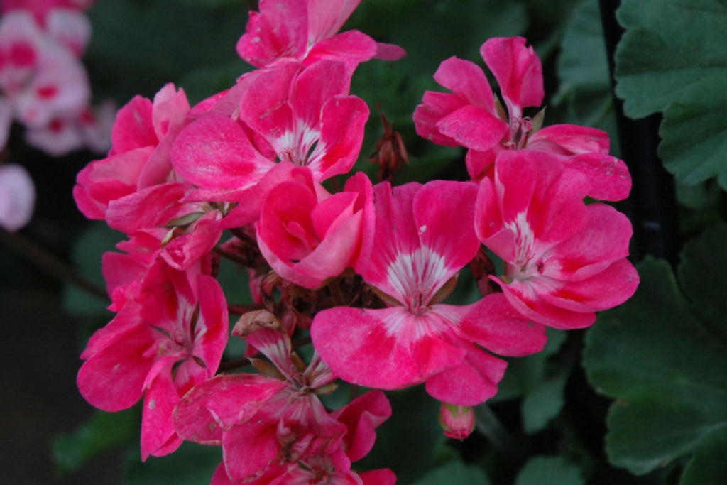 Presto Pink Geranium Seeds – 25+ Premium Pelargonium Seeds, Easy to Grow, USA-Grown