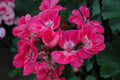 Presto Pink Geranium Seeds – 25+ Premium Pelargonium Seeds, Easy to Grow, USA-Grown