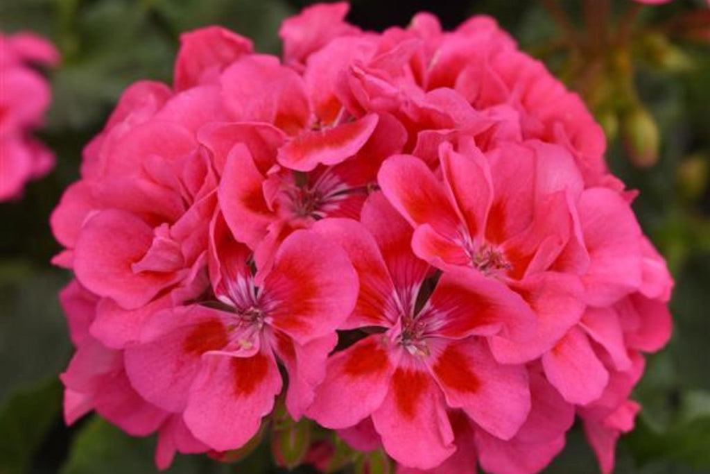 Presto Pink Geranium Seeds – 25+ Premium Pelargonium Seeds, Easy to Grow, USA-Grown