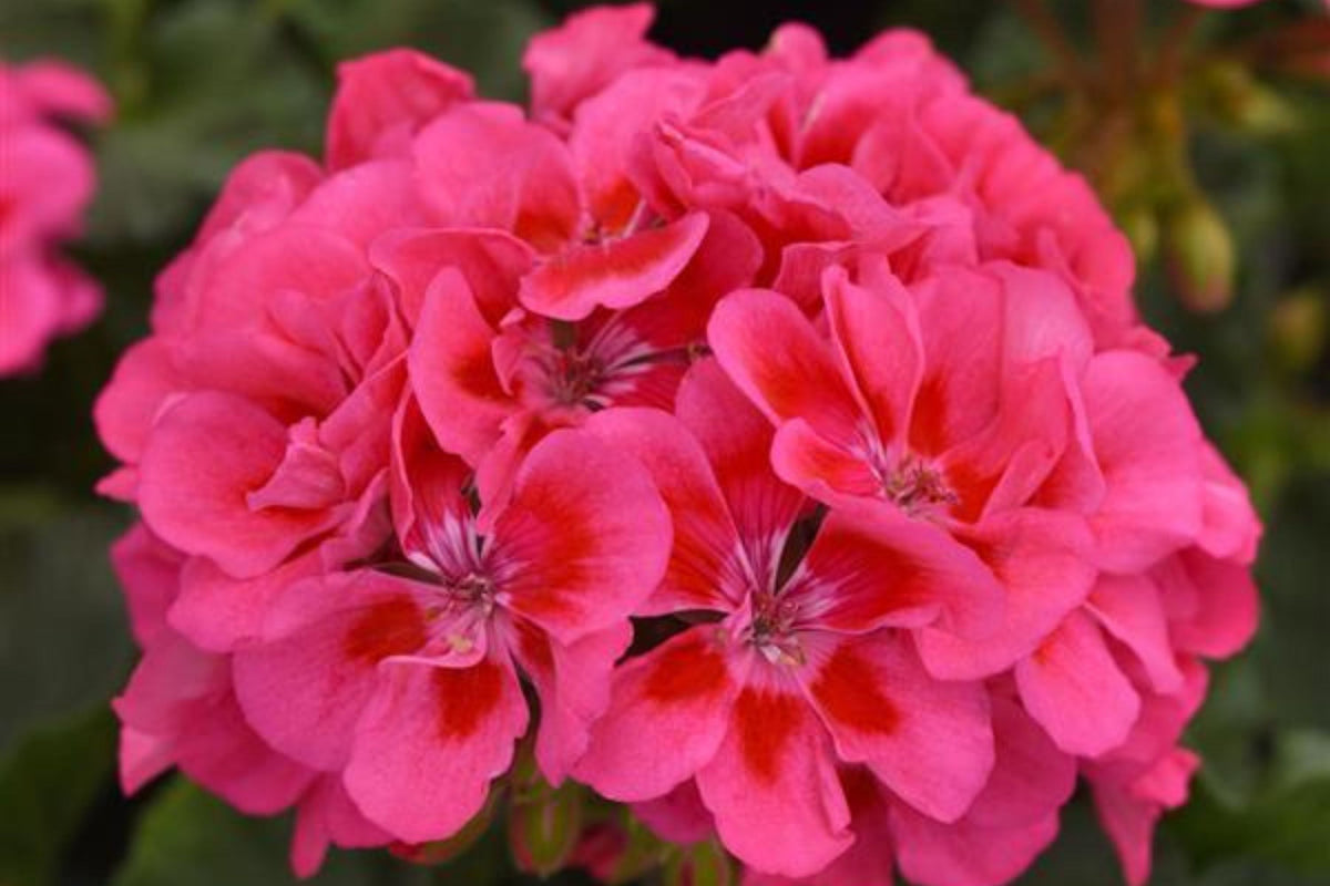 Presto Pink Geranium Seeds – 25+ Premium Pelargonium Seeds, Easy to Grow, USA-Grown