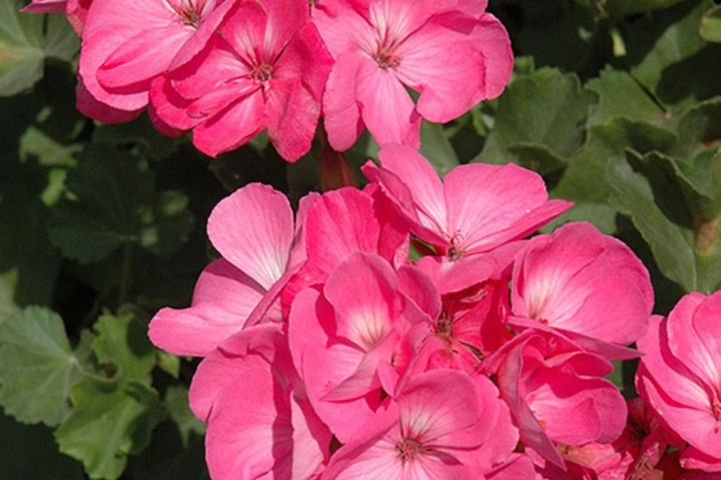 Presto Pink Geranium Seeds – 25+ Premium Pelargonium Seeds, Easy to Grow, USA-Grown
