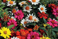 Zahara Double Brilliant Mix Zinnia Seeds – 100+ Hybrid Seeds, Disease-Resistant, 2-3" Blooms