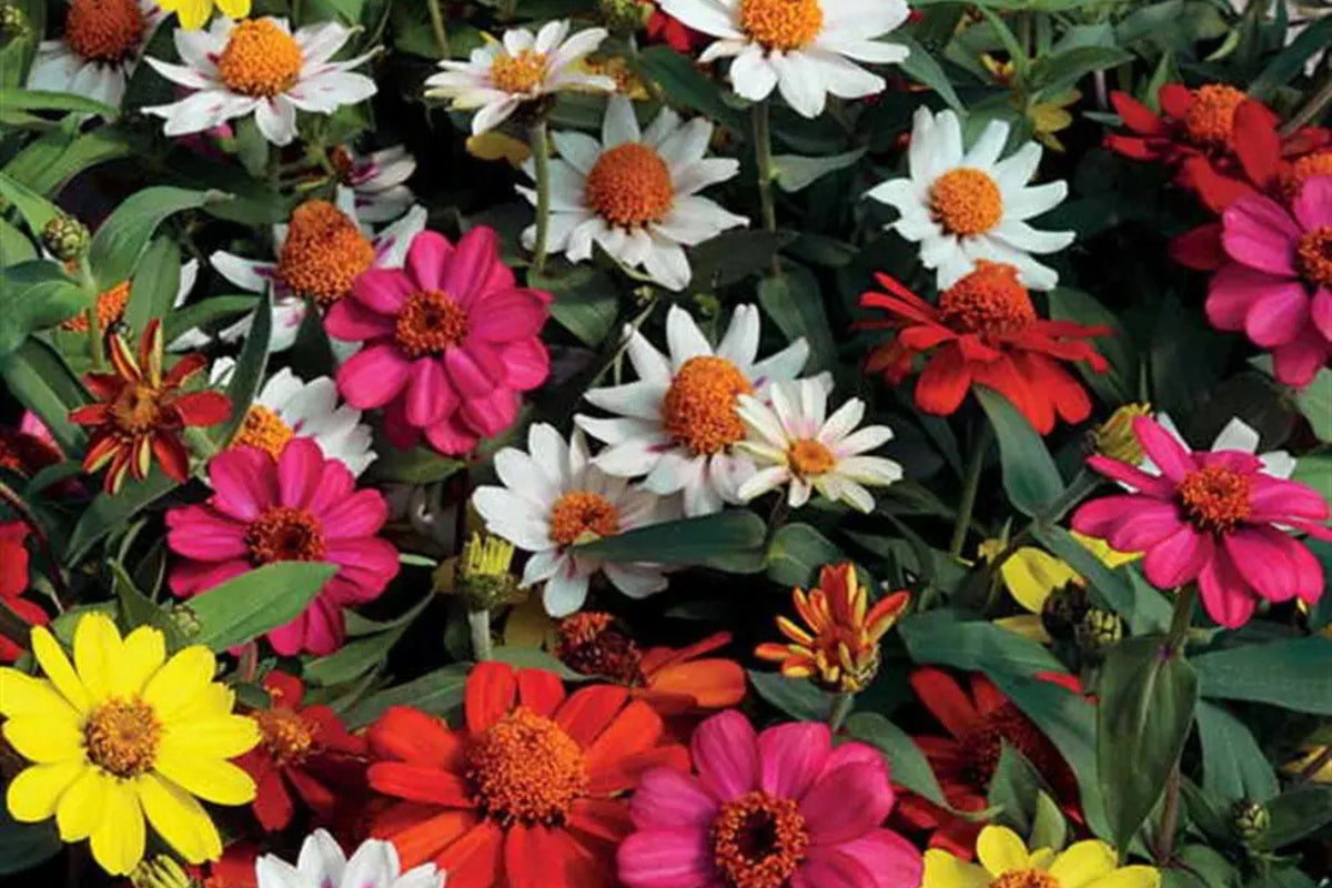 Zahara Double Brilliant Mix Zinnia Seeds – 100+ Hybrid Seeds, Disease-Resistant, 2-3" Blooms