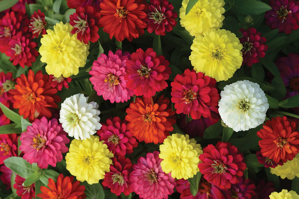 Zahara Double Brilliant Mix Zinnia Seeds – 100+ Hybrid Seeds, Disease-Resistant, 2-3" Blooms