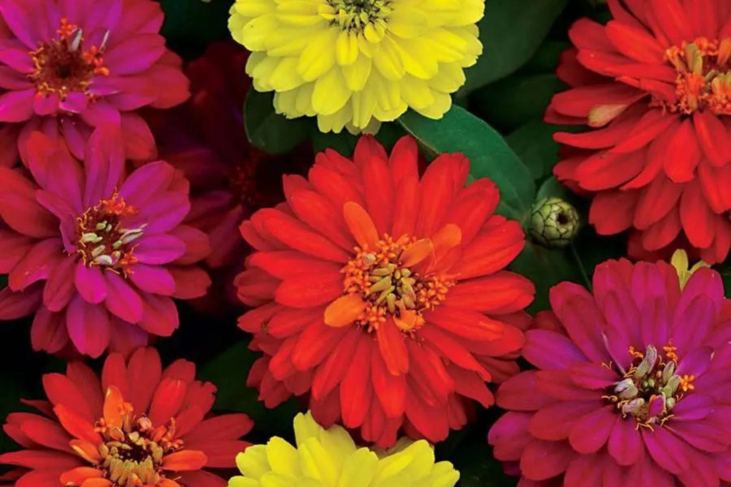 Zahara Double Brilliant Mix Zinnia Seeds – 100+ Hybrid Seeds, Disease-Resistant, 2-3" Blooms