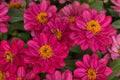 Profusion Double Hot Cherry Zinnia Seeds - 100+ Easy to Grow Flower Seeds