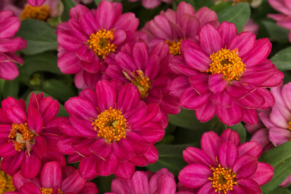 Profusion Double Hot Cherry Zinnia Seeds - 100+ Easy to Grow Flower Seeds