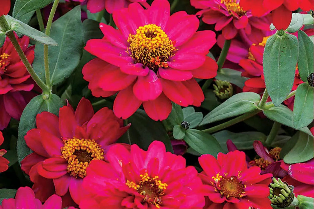Profusion Double Hot Cherry Zinnia Seeds - 100+ Easy to Grow Flower Seeds